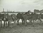 Marine Terrace sands donkeys 1929 [Slide]